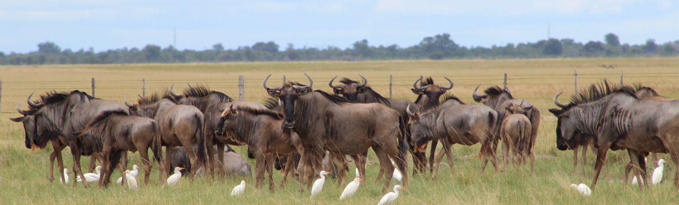 <a href='pelican.html'>
				BEST OF<br />
                <span>THE AFRICAN WILD</span><br>
                <p ></br></br> <b>DISCOVER PELICAN LODGE</b></a></p>
