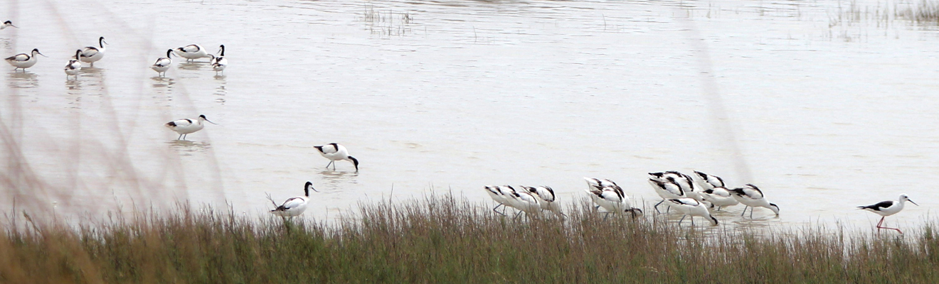 <a href='about.html'>
				TOUR OF <br />
                <span>NATA SANCTUARY</span><br>
                <p ></br></br> <b>EXPLORE MAKGADIKGADI PANS</b></a></p>